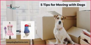 Read more about the article 5 Tips for Moving with Dogs
