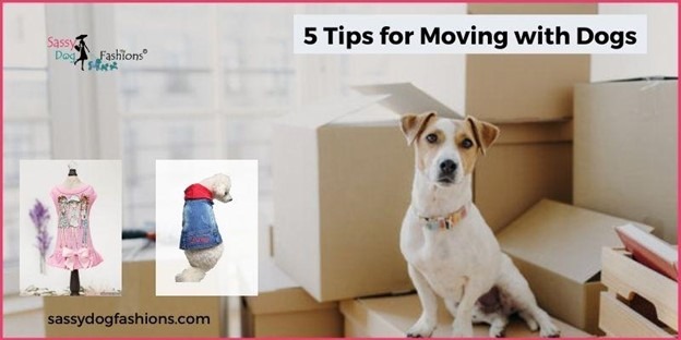 You are currently viewing 5 Tips for Moving with Dogs